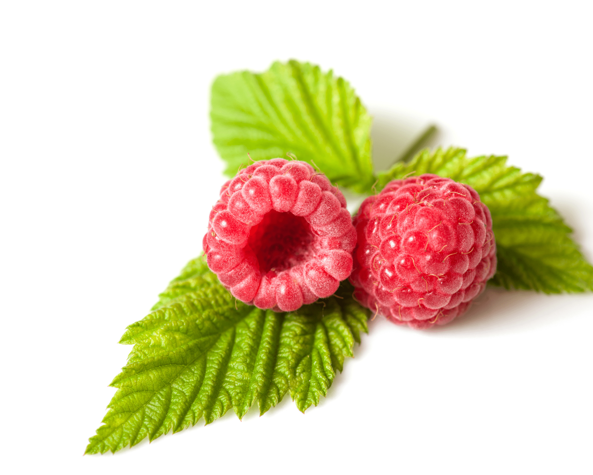 Raspberry - Keto - Tiny Tim SkincareRaspberry - KetoDC - My Balance NutrisentialsTiny Tim SkincareDC-2536871Raspberry - Keto